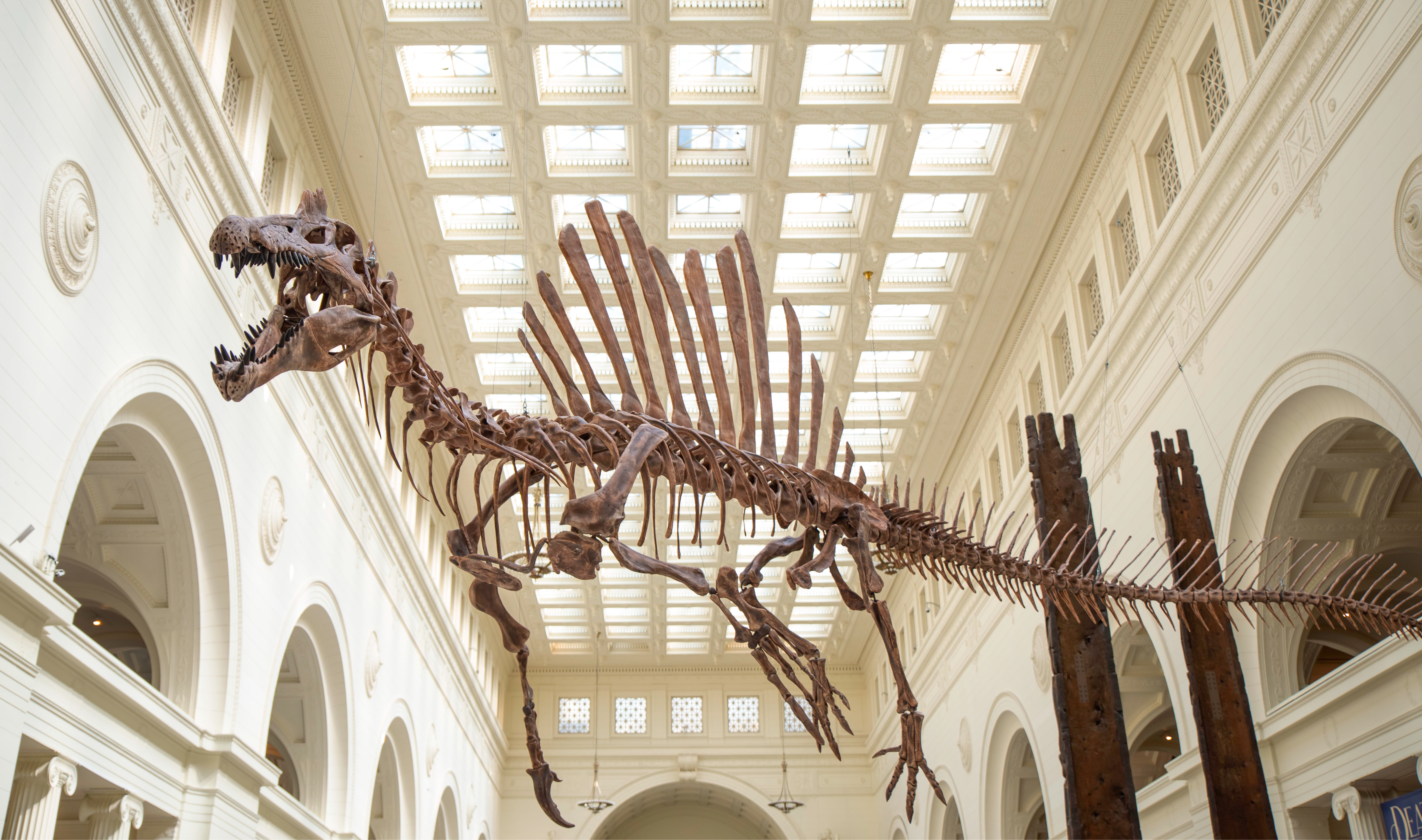Spinosaurus aegyptiacus (full specimen)