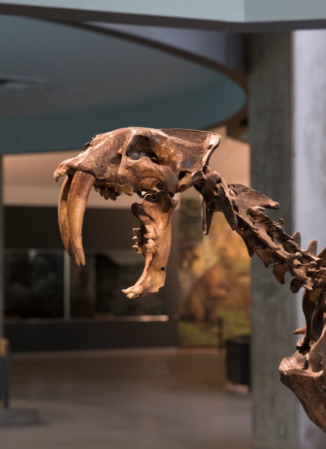 Smilodon fatalis (full skeleton)