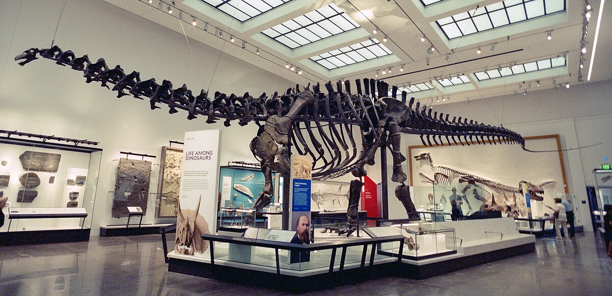 Brontosaurus excelsus (full skeleton)