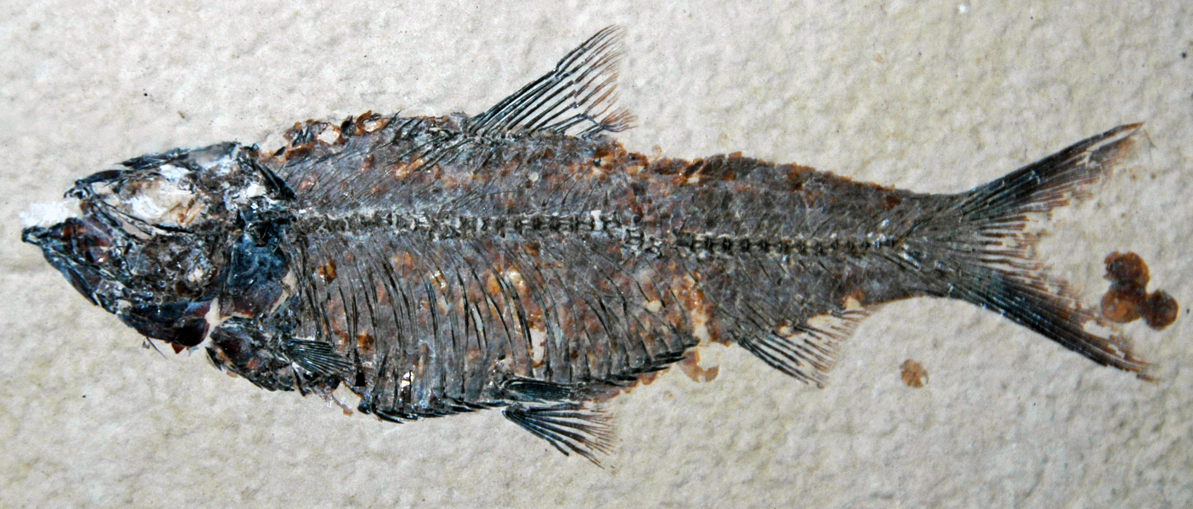 Knightia eocaena (complete slab)