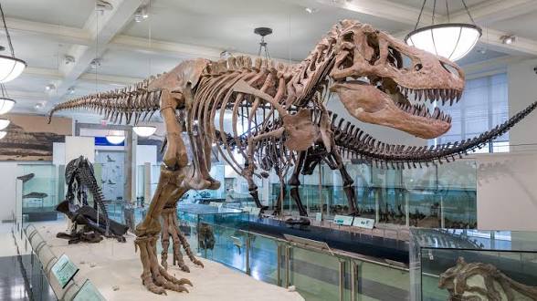 T. rex