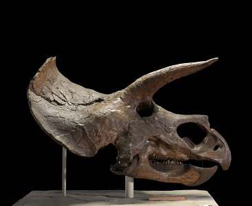 Triceratops horridus (full skeleton mount)