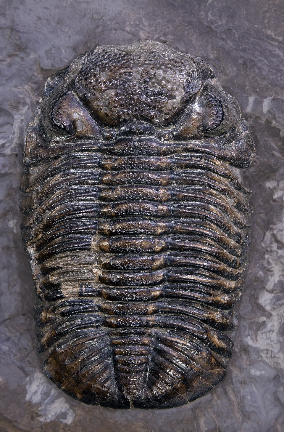 Phacops rana (complete trilobite)