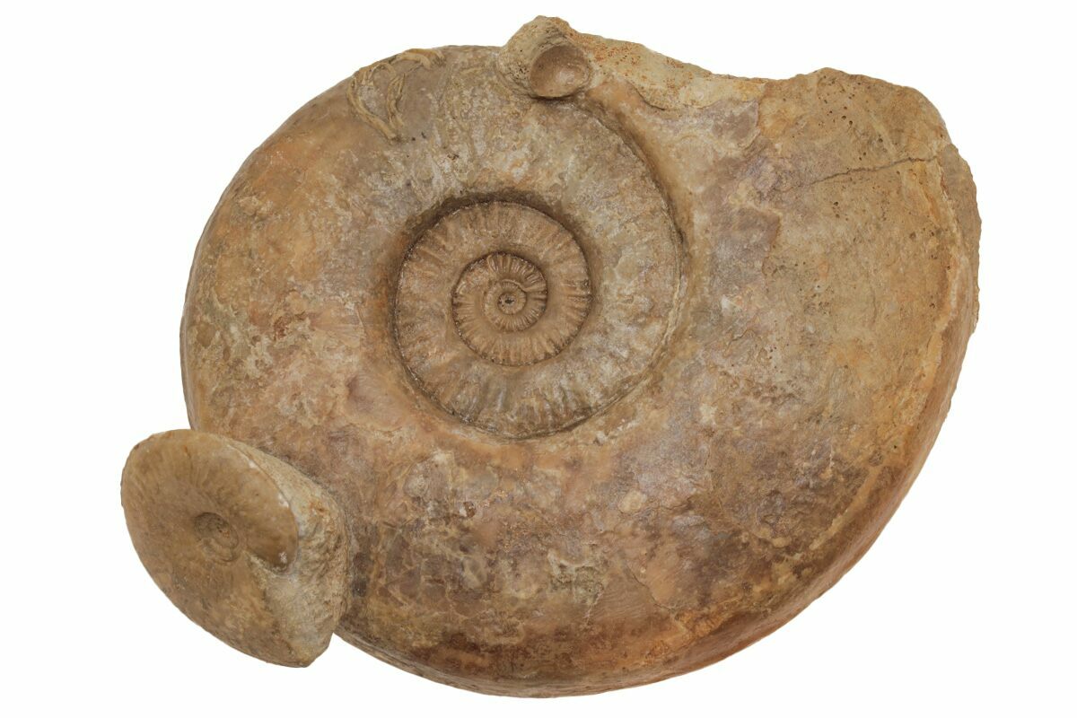 Jurassic ammonite (complete shell)