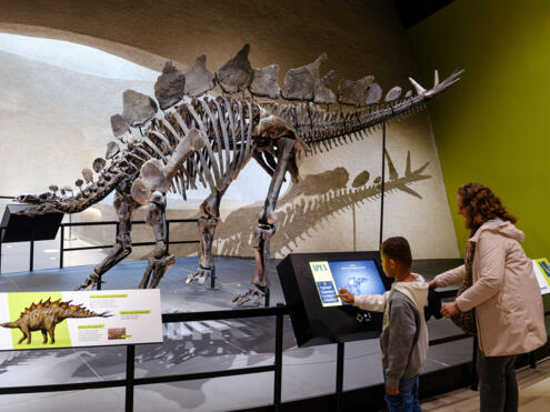 Stegosaurus stenops (full skeleton)