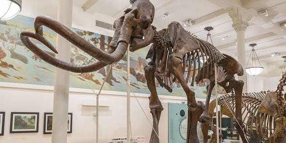 Mammuthus primigenius (woolly mammoth skeleton)