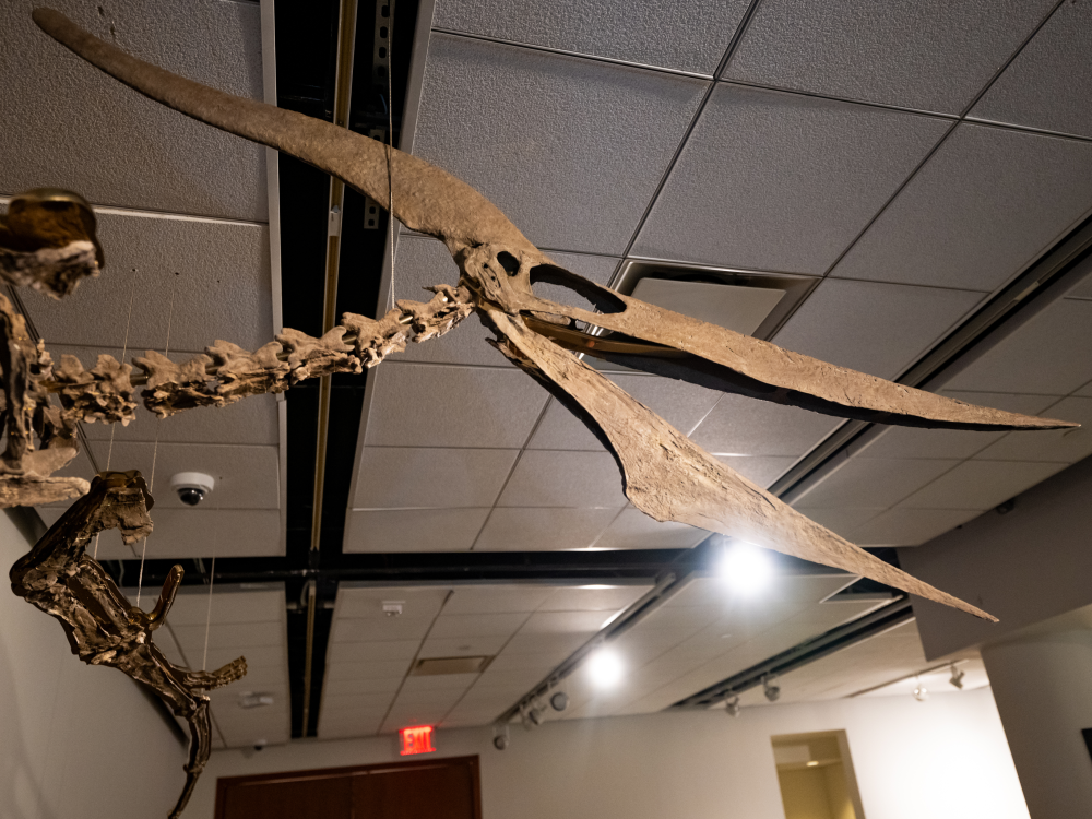 Pteranodon longiceps (mounted skeleton)