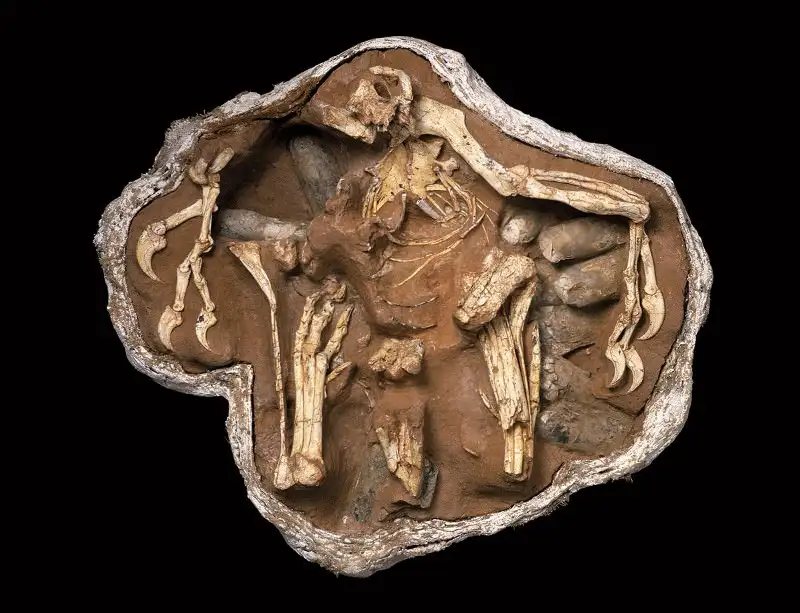 Oviraptor philoceratops (brooding skeleton)